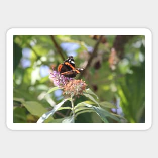 Red Admiral Sticker